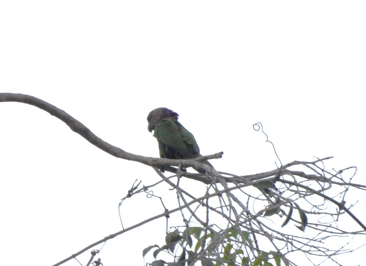 Red-fan Parrot - ML642077266
