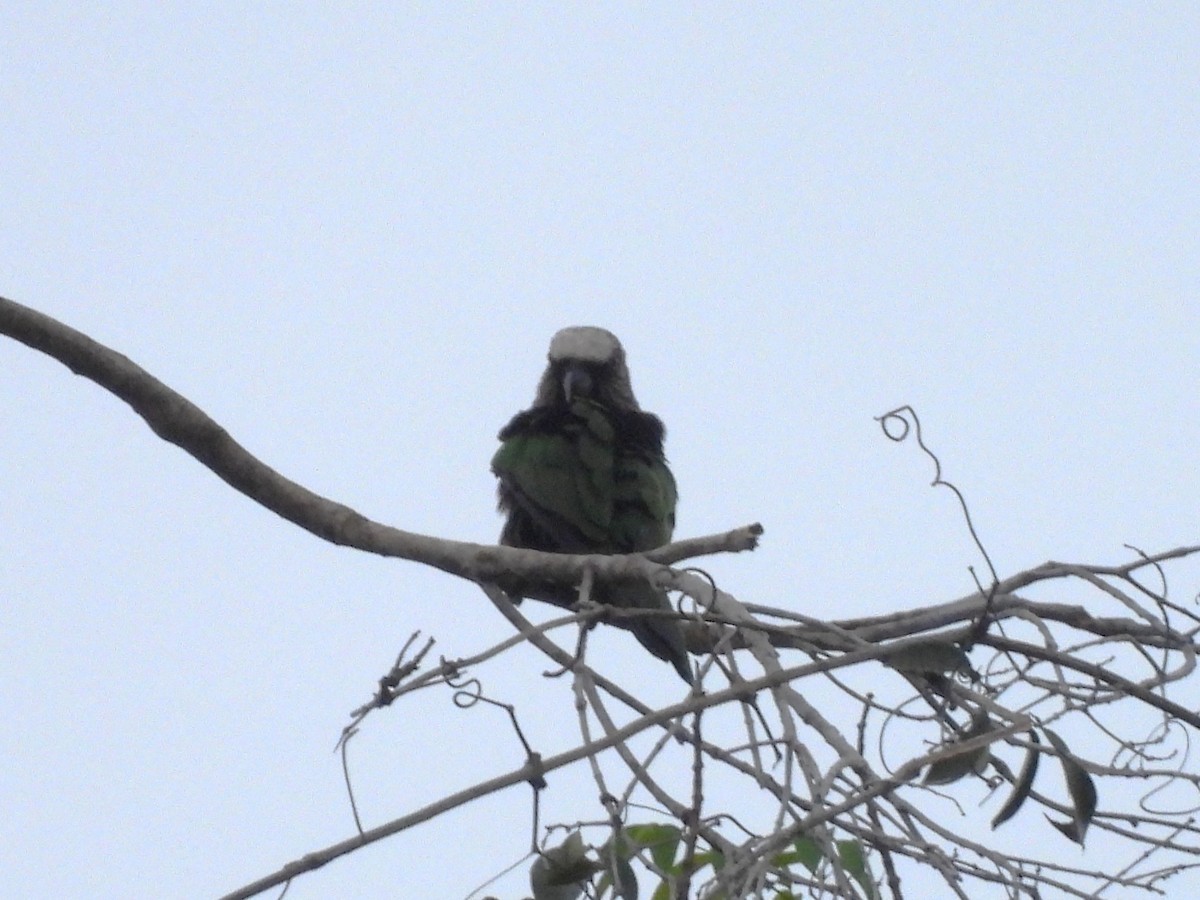 Red-fan Parrot - ML642077268