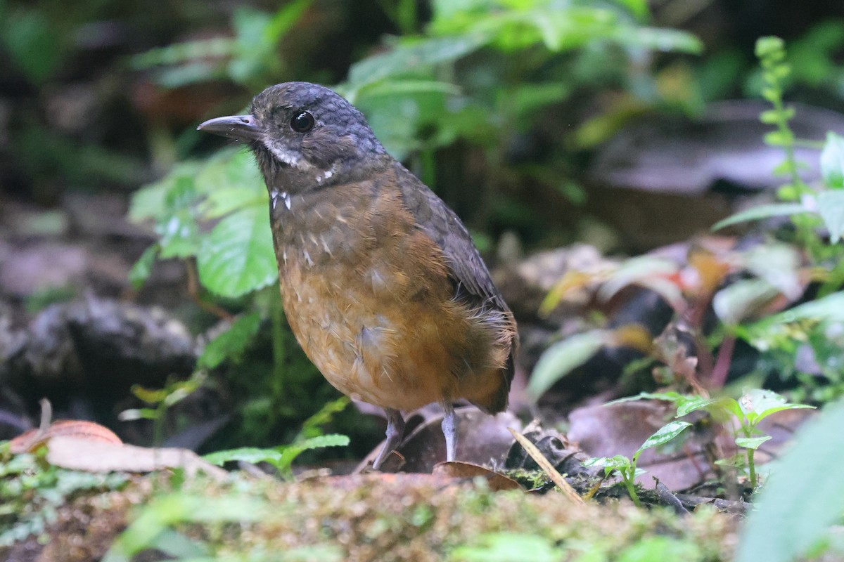 Moustached Antpitta - ML642077273