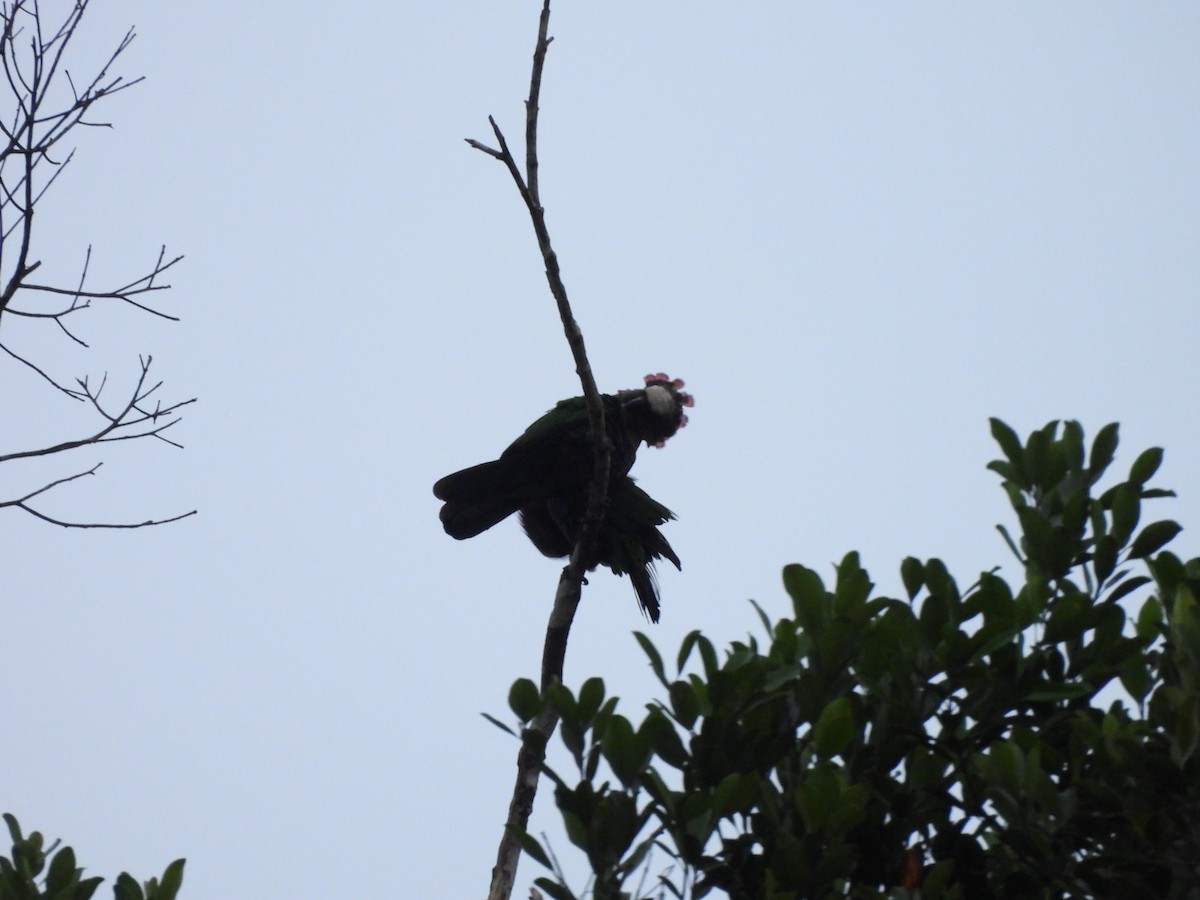Red-fan Parrot - ML642077276