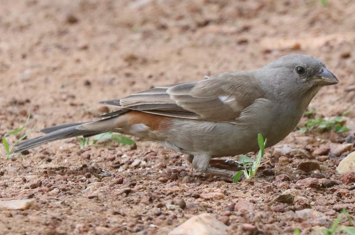Swahili Sparrow - ML642077277