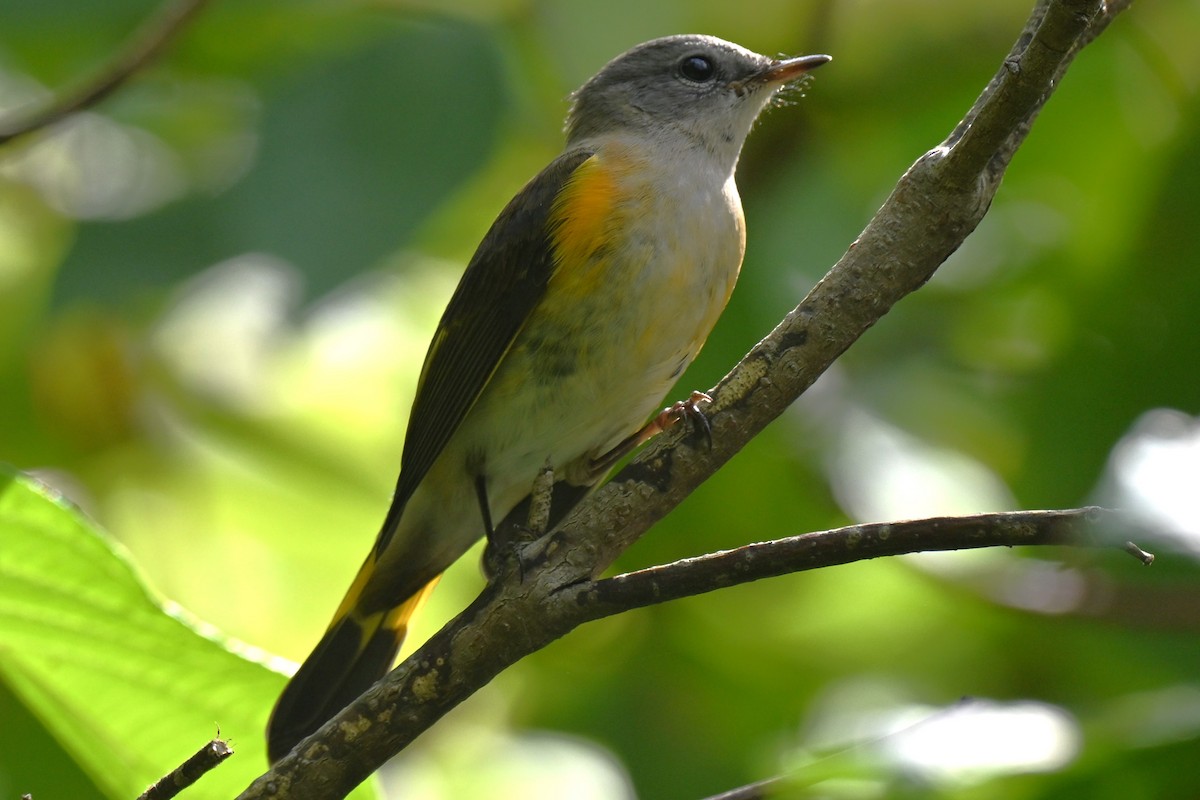 American Redstart - ML642077279