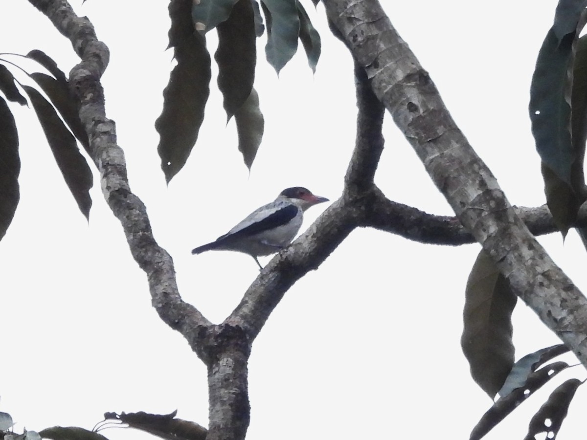 Black-tailed Tityra - ML642077286