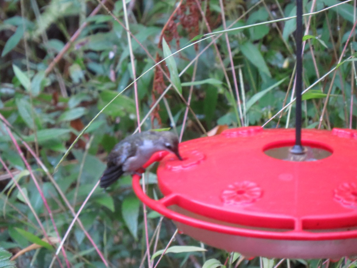 Ruby-throated Hummingbird - ML642077303