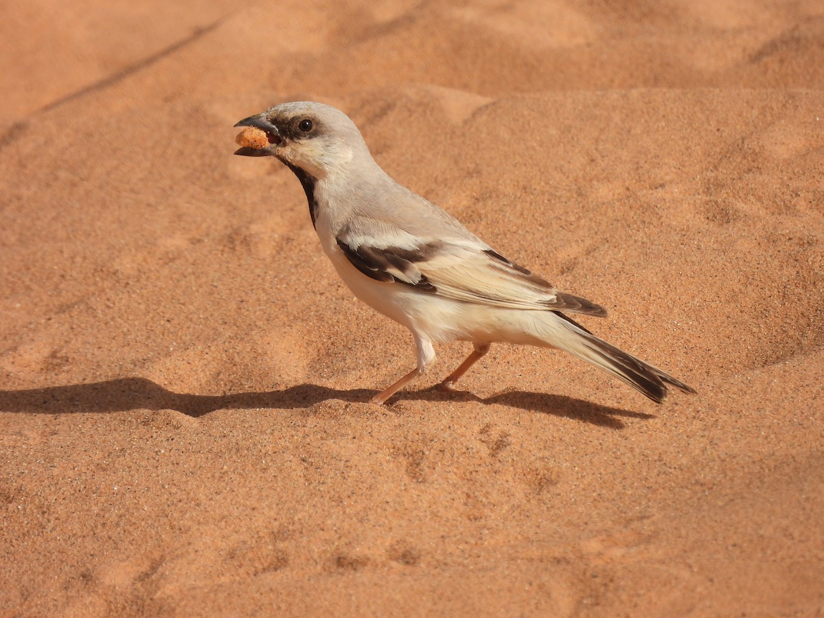 Desert Sparrow - ML642077307