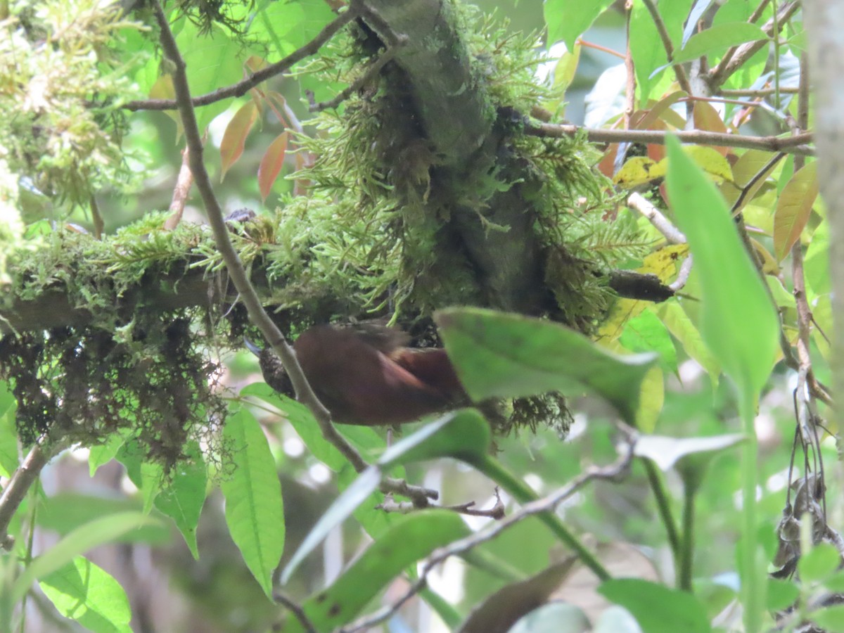 Spot-crowned Woodcreeper - ML642077314