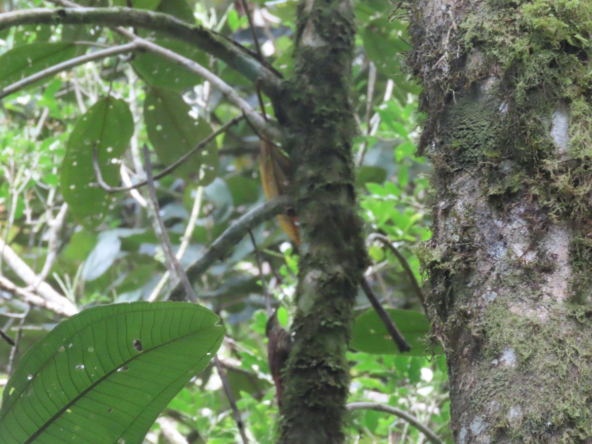 Spot-crowned Woodcreeper - ML642077316
