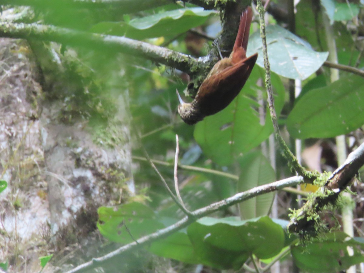 Spot-crowned Woodcreeper - ML642077317