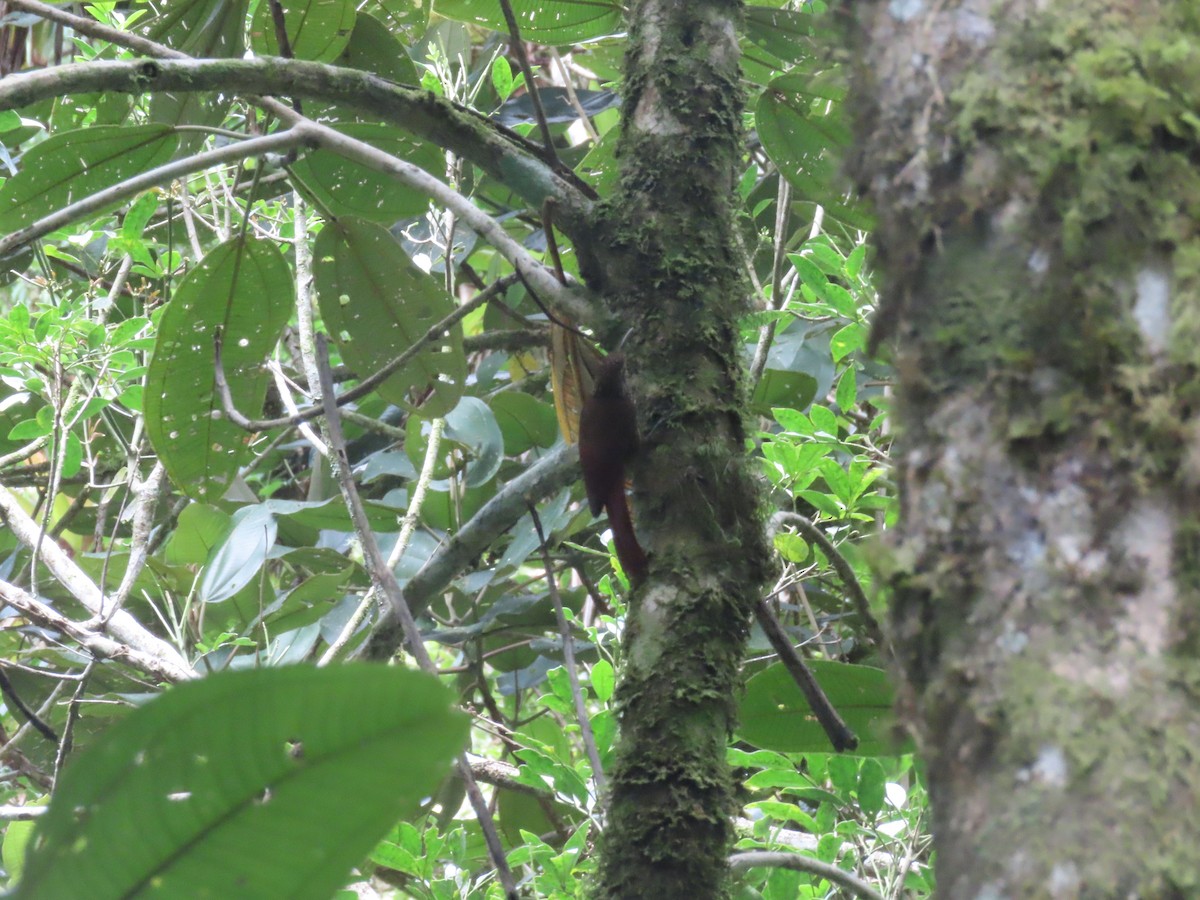 Spot-crowned Woodcreeper - ML642077318