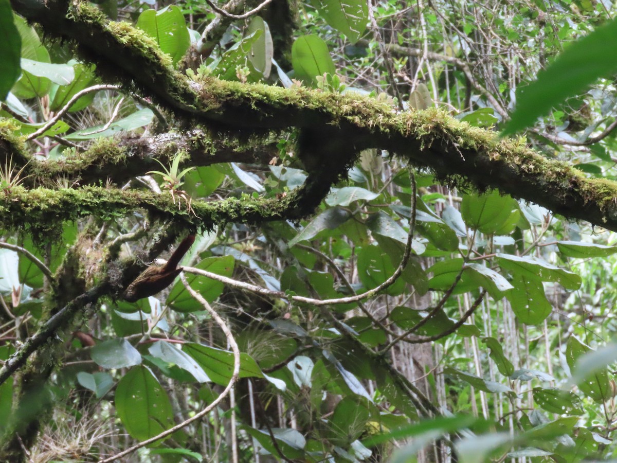 Spot-crowned Woodcreeper - ML642077319