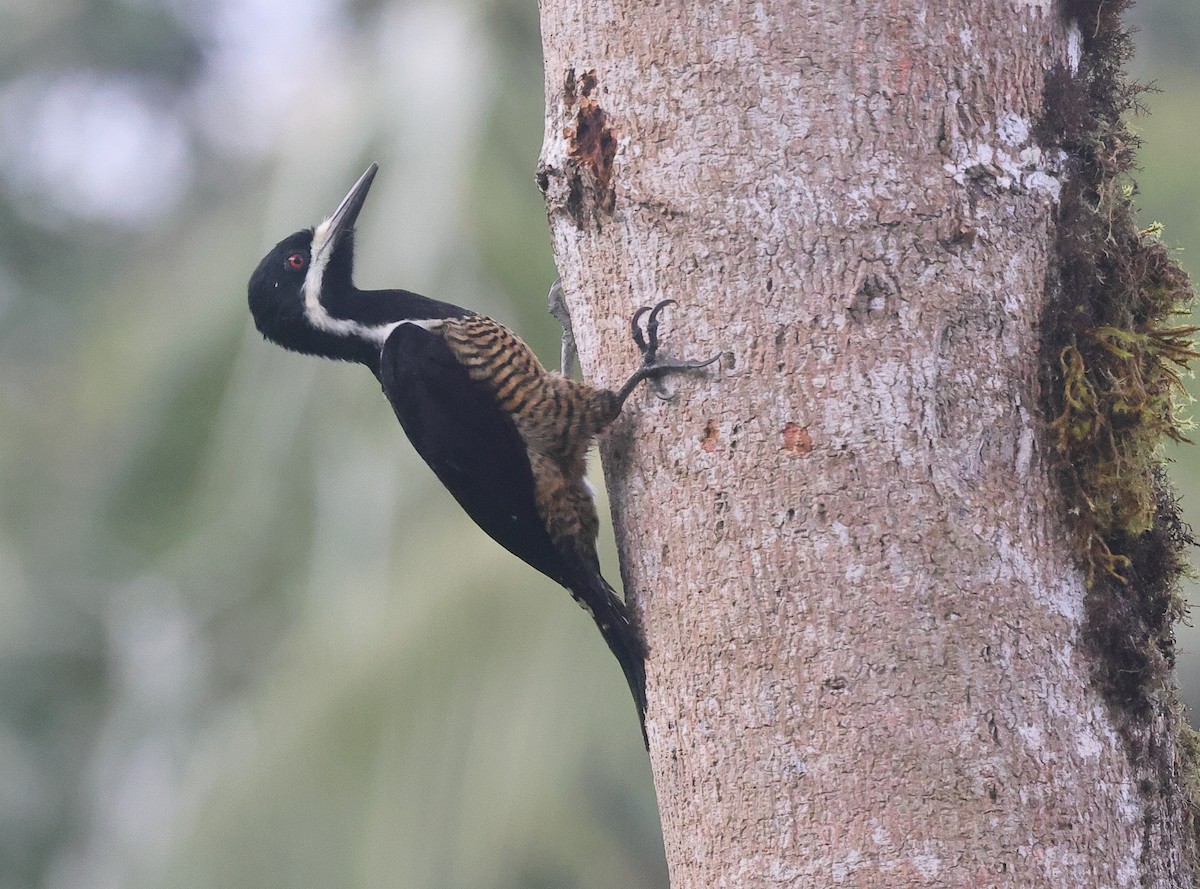Powerful Woodpecker - ML642077324