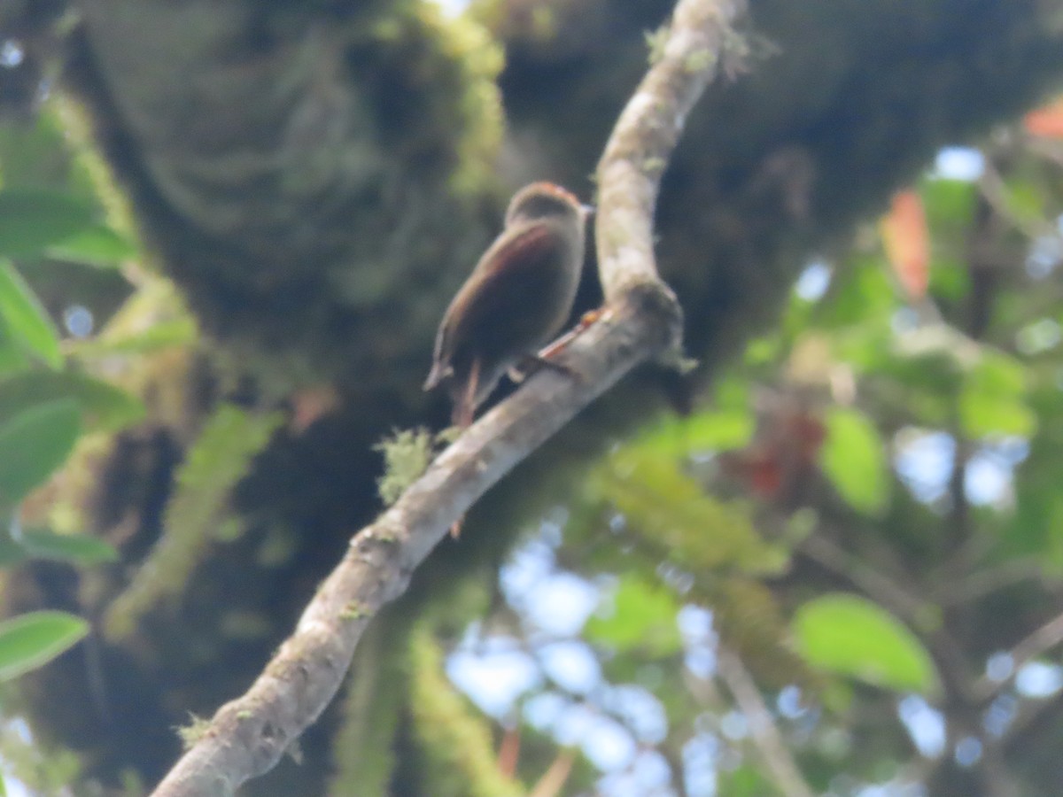Red-faced Spinetail - ML642077326