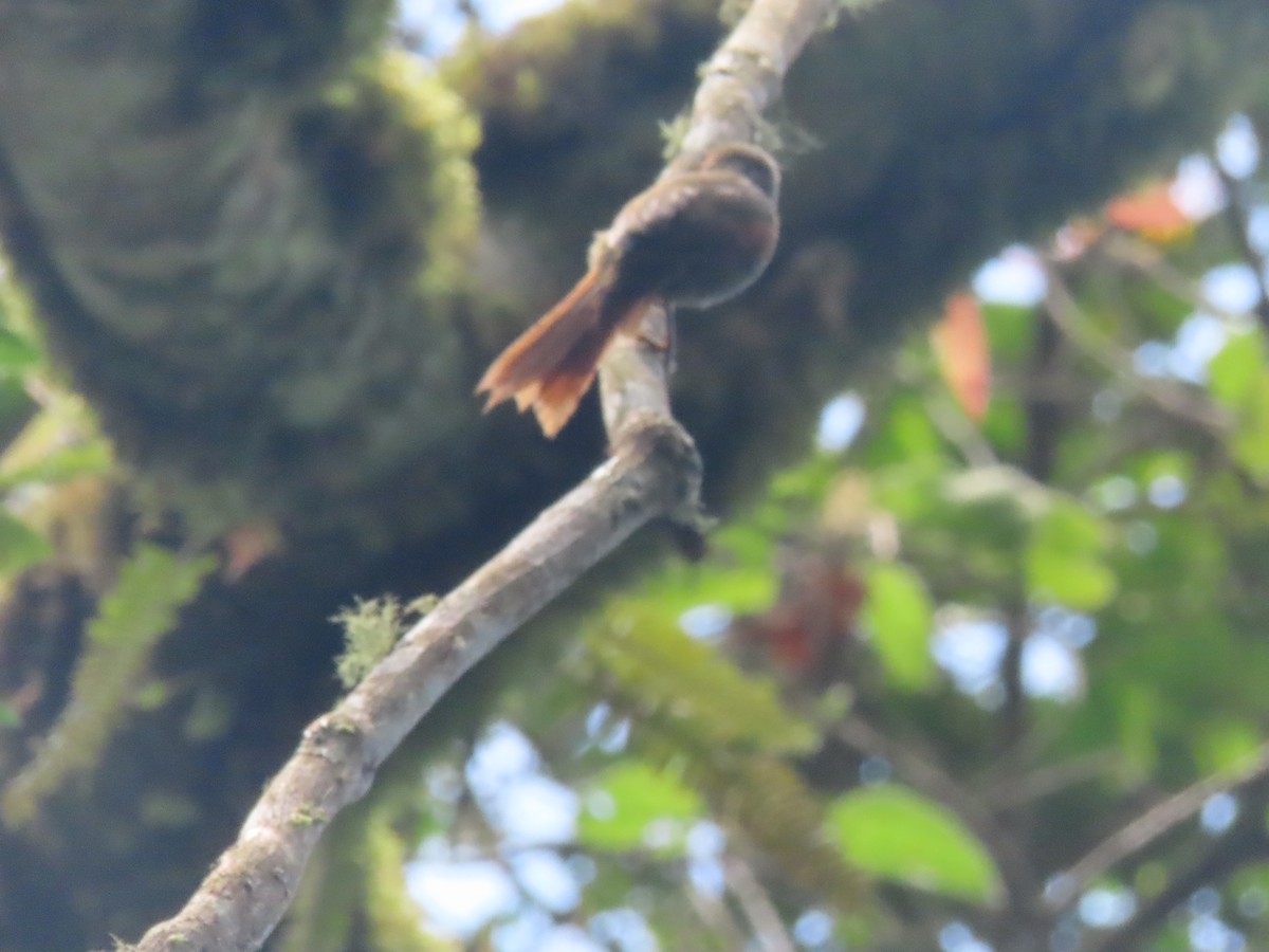 Red-faced Spinetail - ML642077327