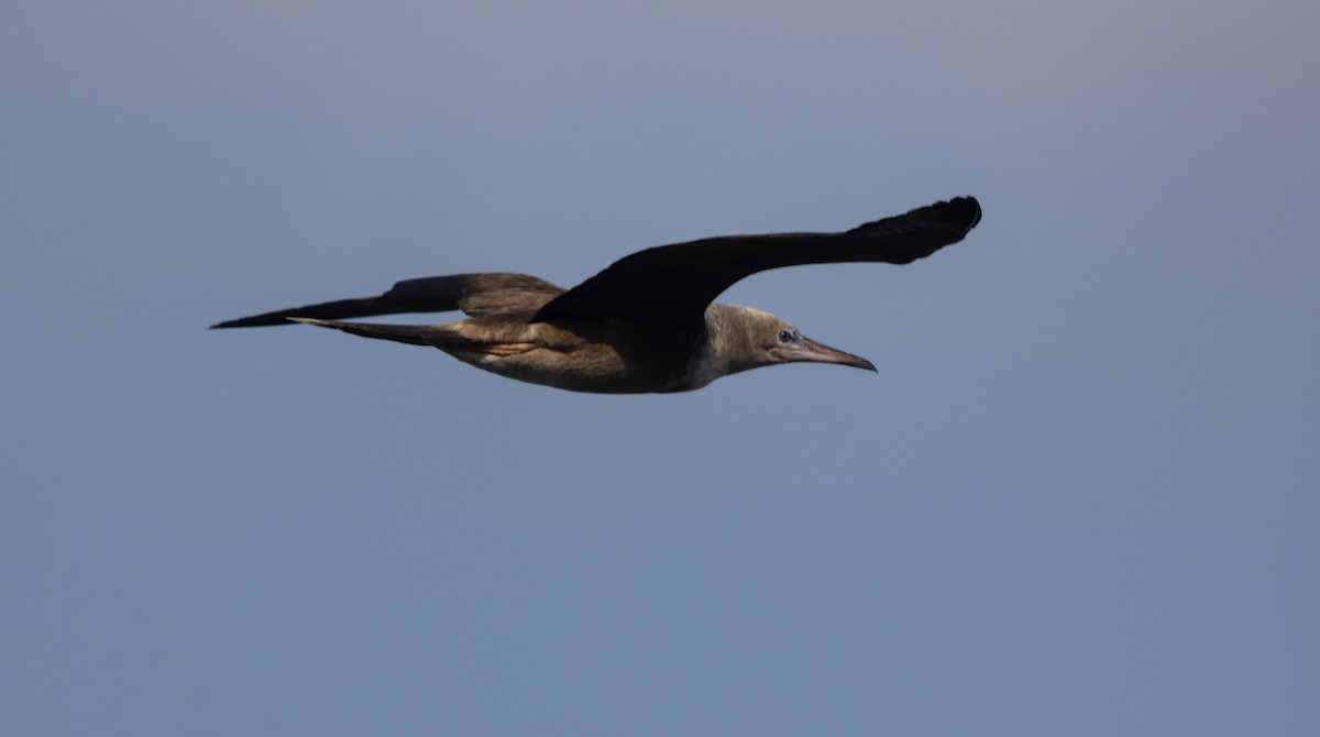 Red-footed Booby - ML642077333