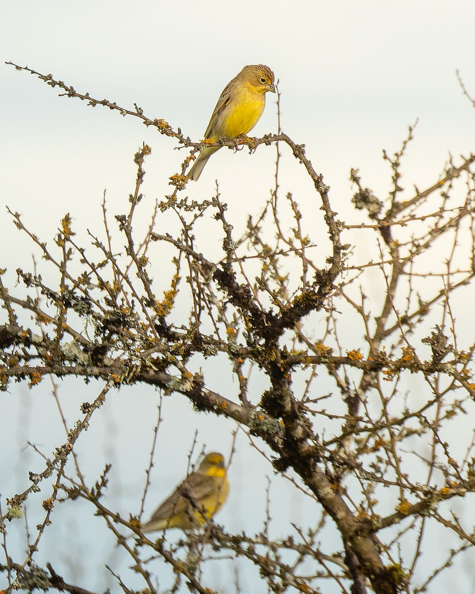 Grassland Yellow-Finch - ML642077334