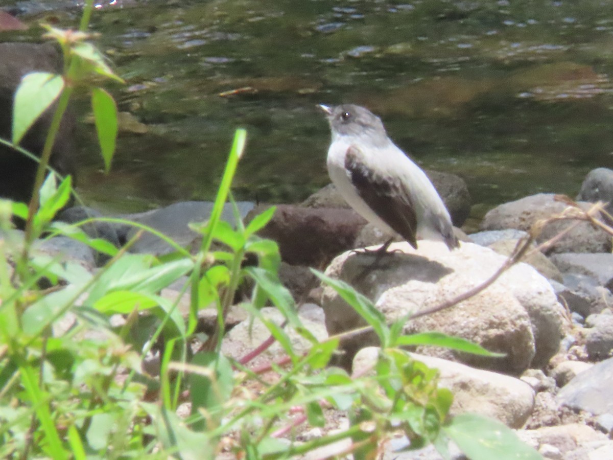 Torrent Tyrannulet - ML642077335
