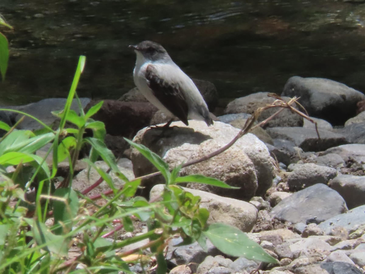Torrent Tyrannulet - ML642077336