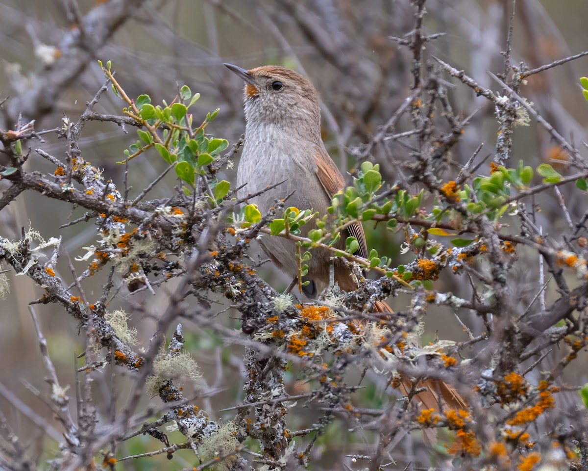 Rusty-fronted Canastero - ML642077338