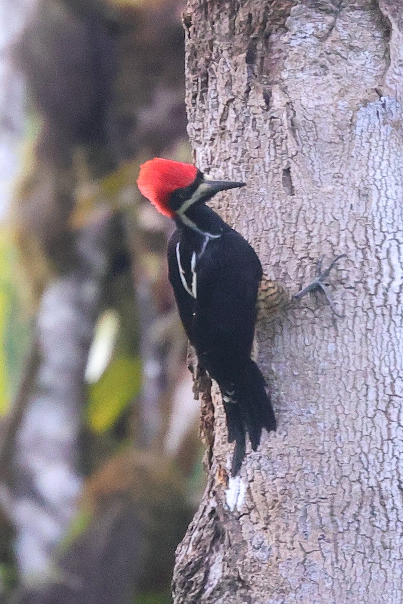 Powerful Woodpecker - ML642077341