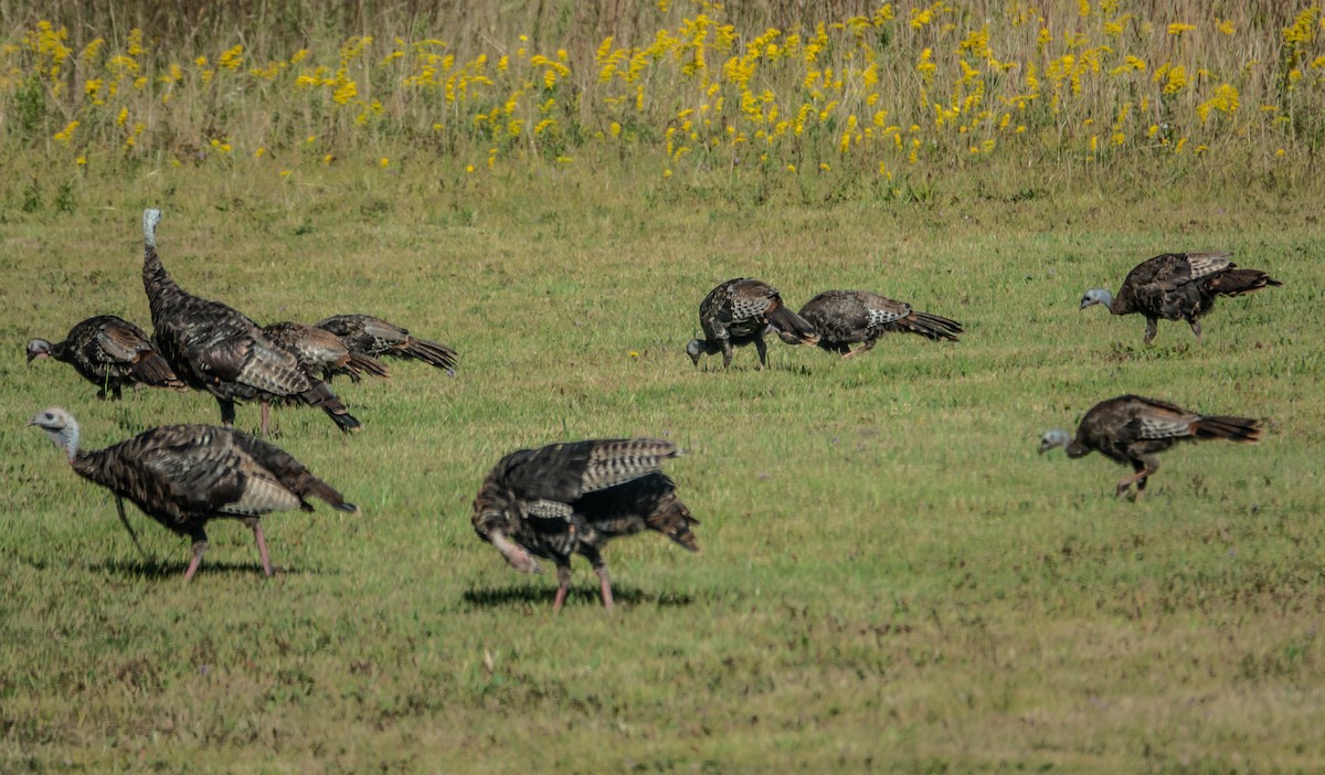Guajolote Gallipavo - ML642077342