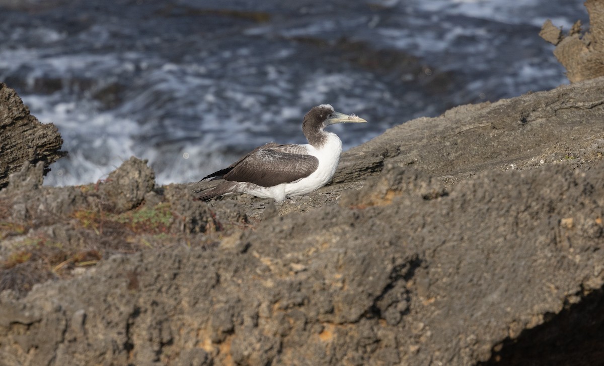 Masked Booby - ML642077343