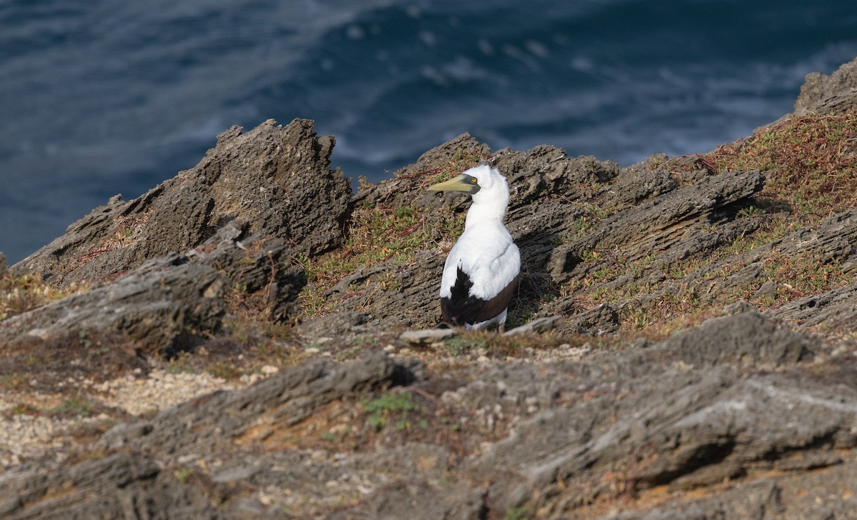 Masked Booby - ML642077344