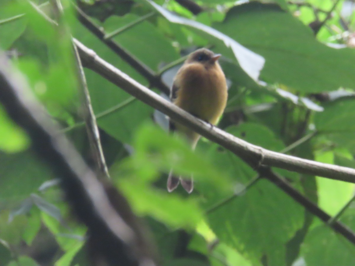 Tufted Flycatcher - ML642077351