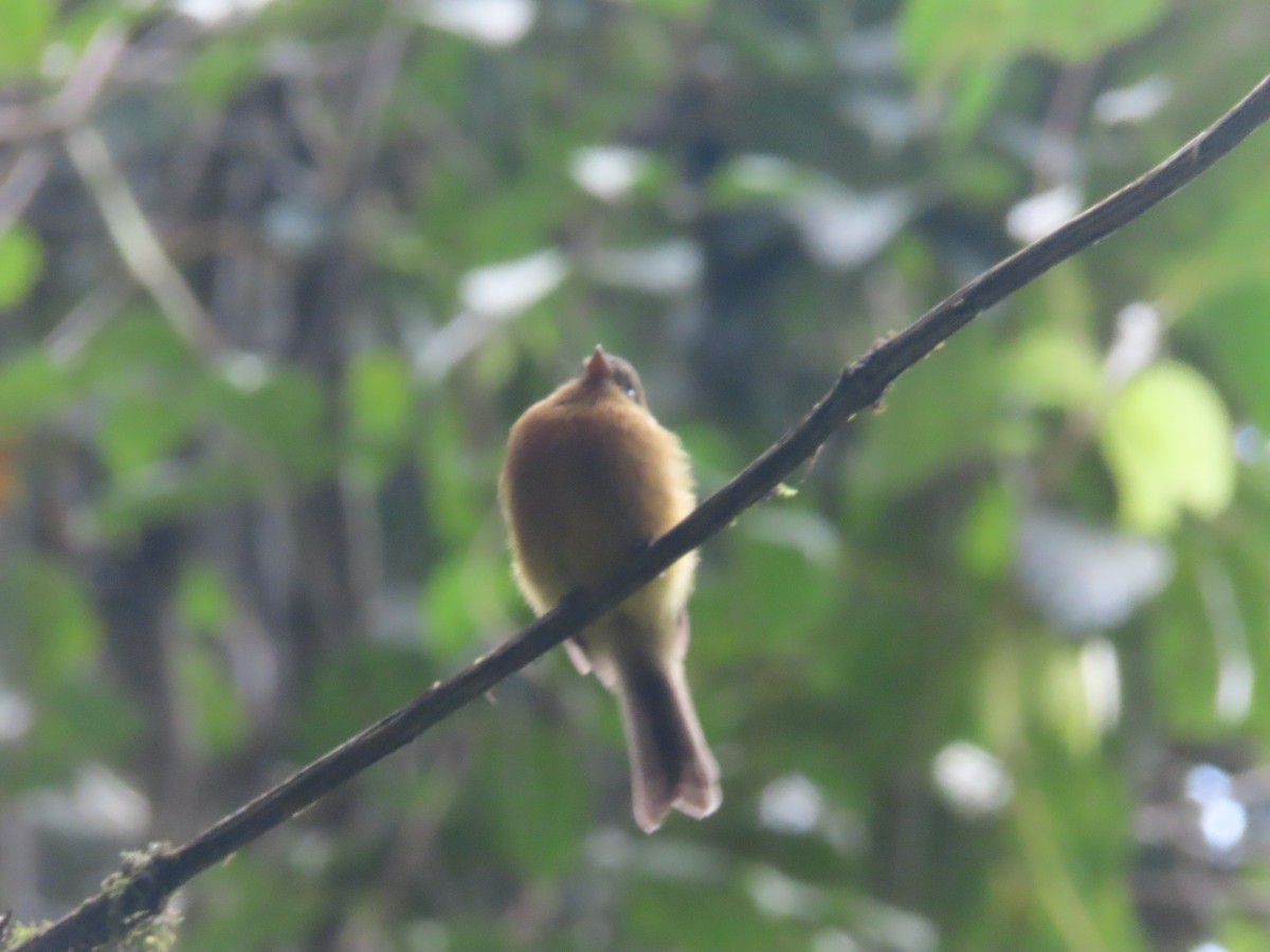 Tufted Flycatcher - ML642077352