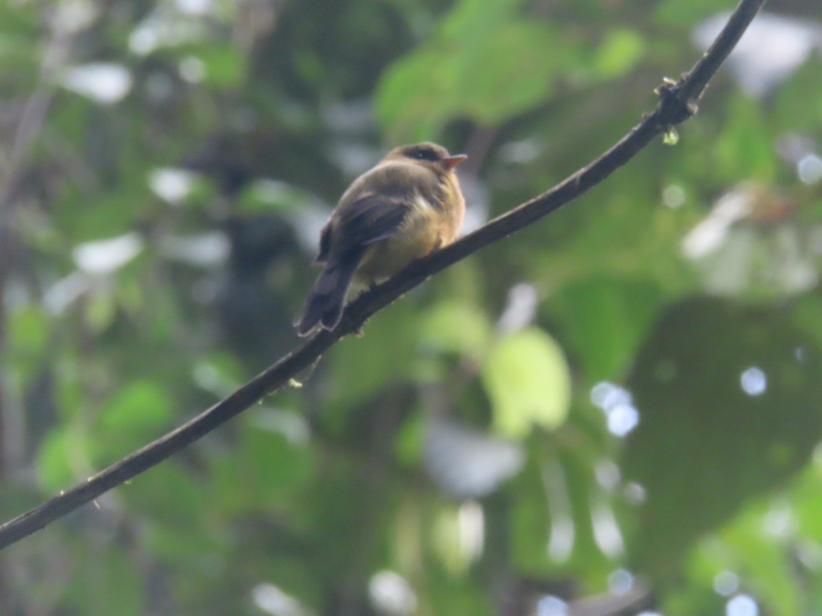Tufted Flycatcher - ML642077353
