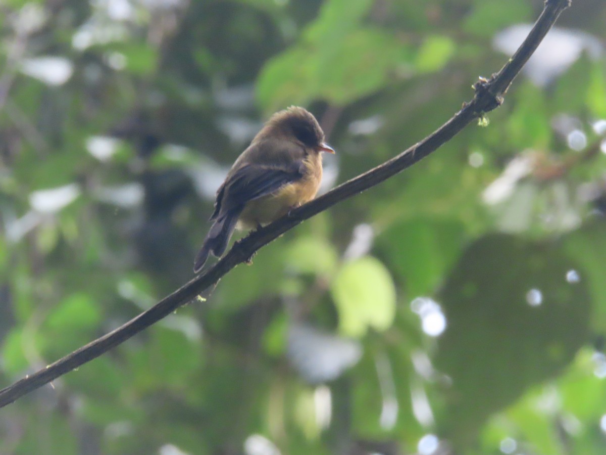 Tufted Flycatcher - ML642077354