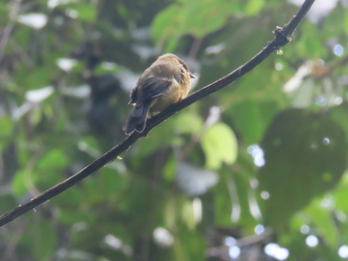 Tufted Flycatcher - ML642077355