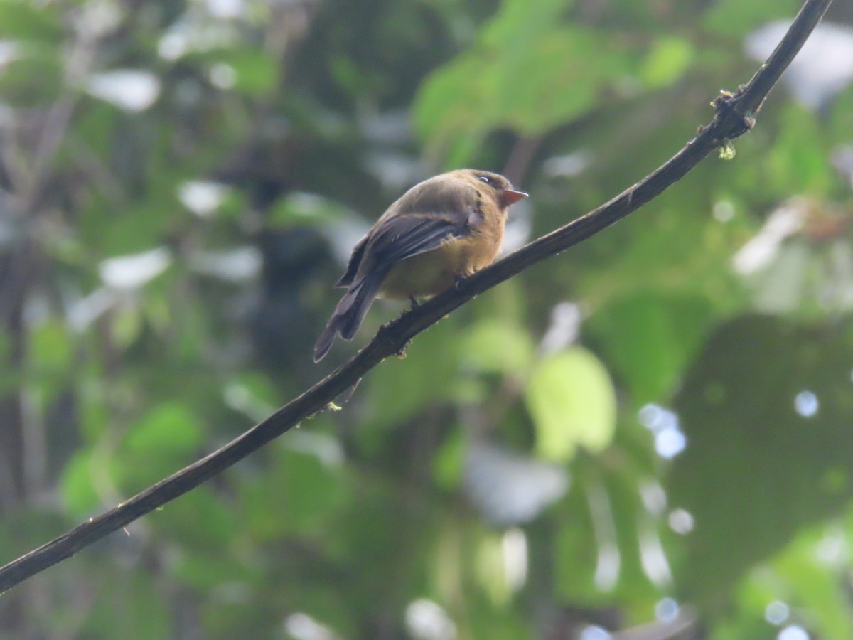 Tufted Flycatcher - ML642077357