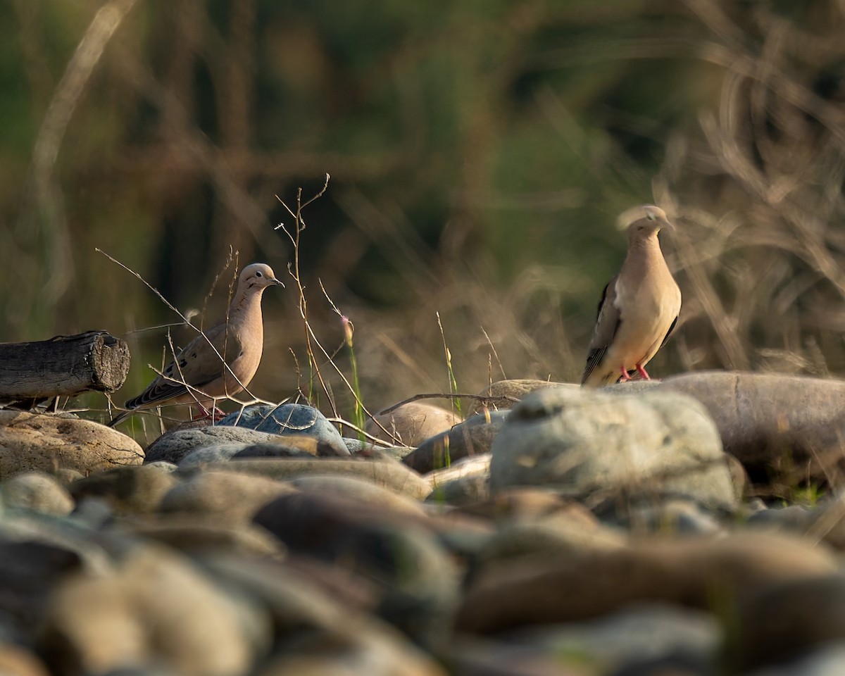 Eared Dove - ML642077358