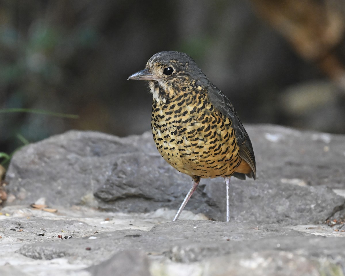 skjellmaurpitta - ML642077366
