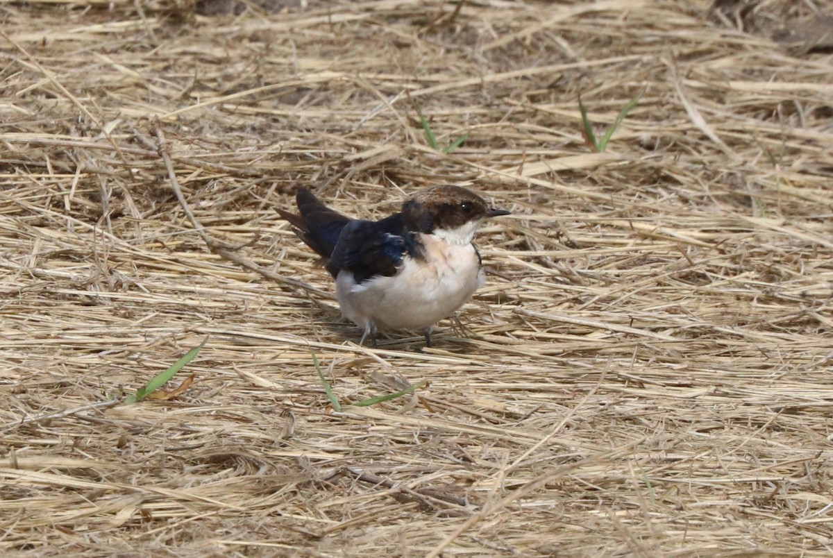 Wire-tailed Swallow - ML642077379