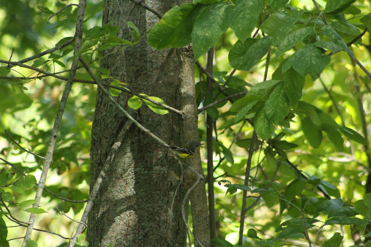 Magnolia Warbler - ML642077380