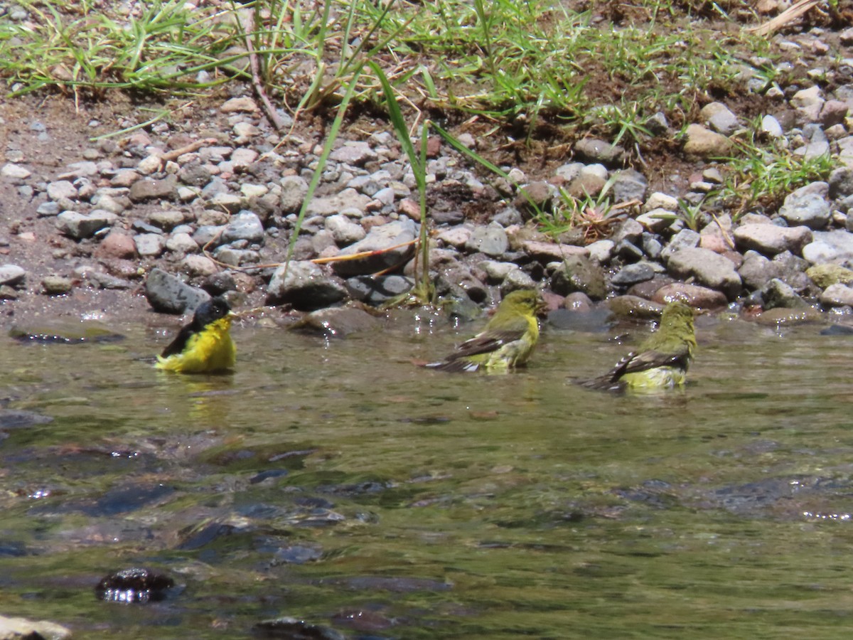 Lesser Goldfinch - ML642077401