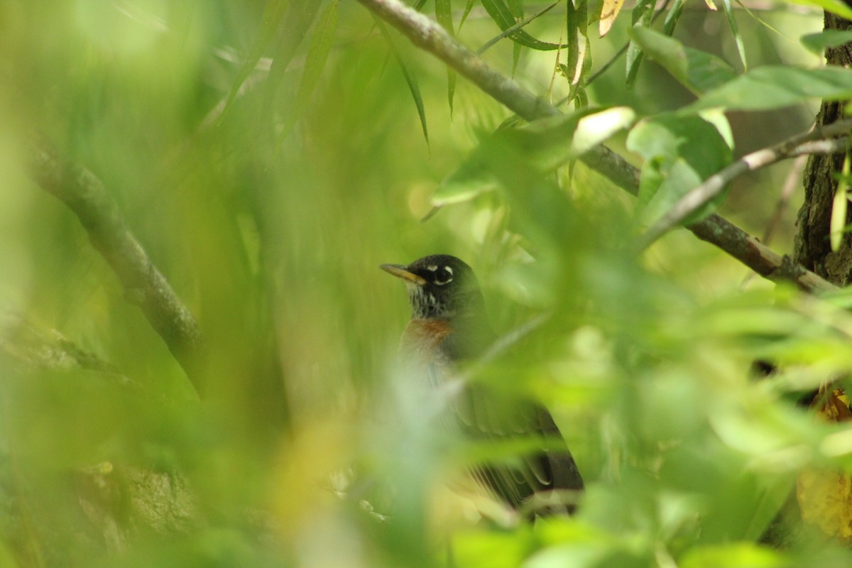 American Robin - ML642077414