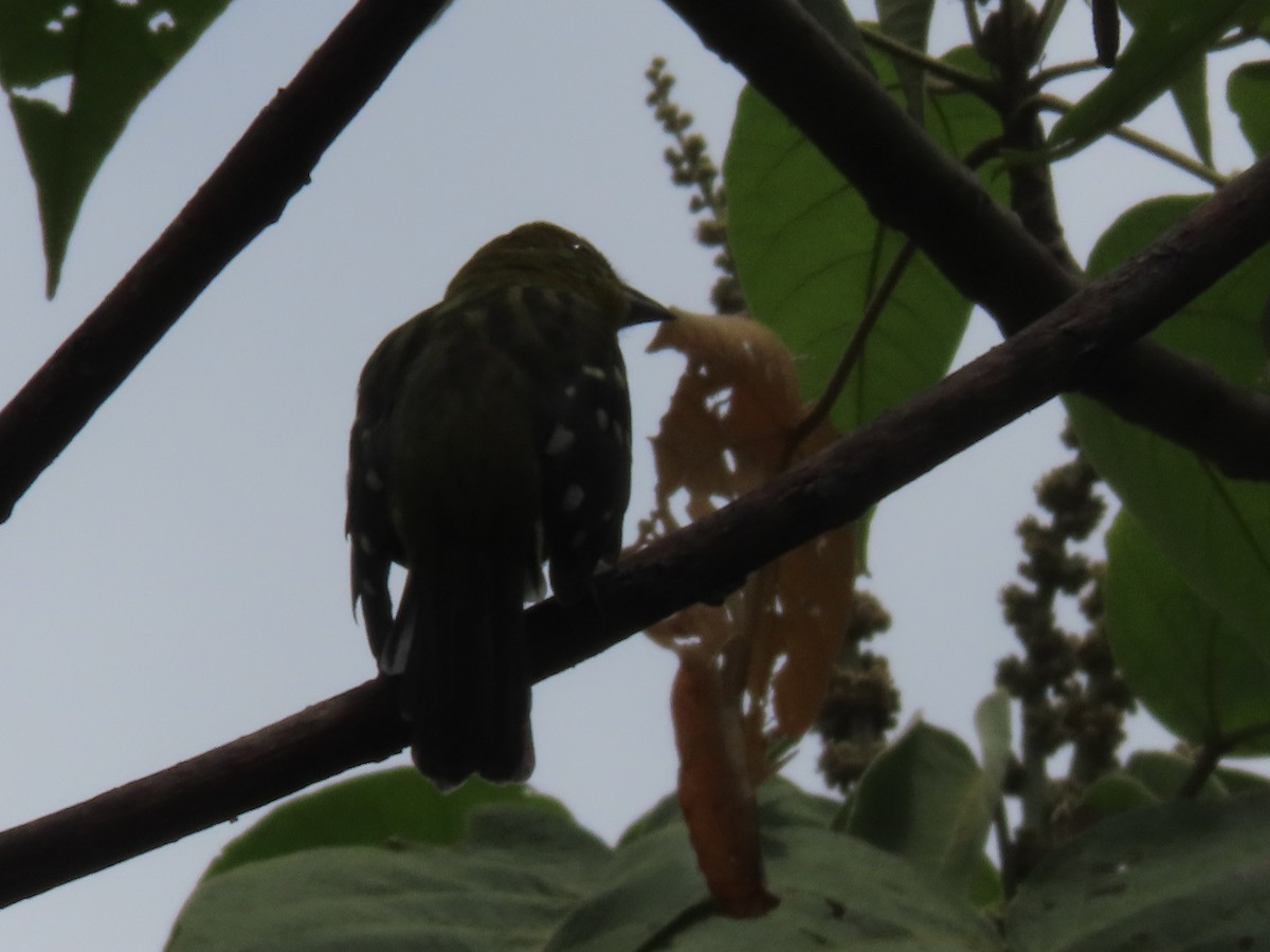 Flame-colored Tanager - ML642077418