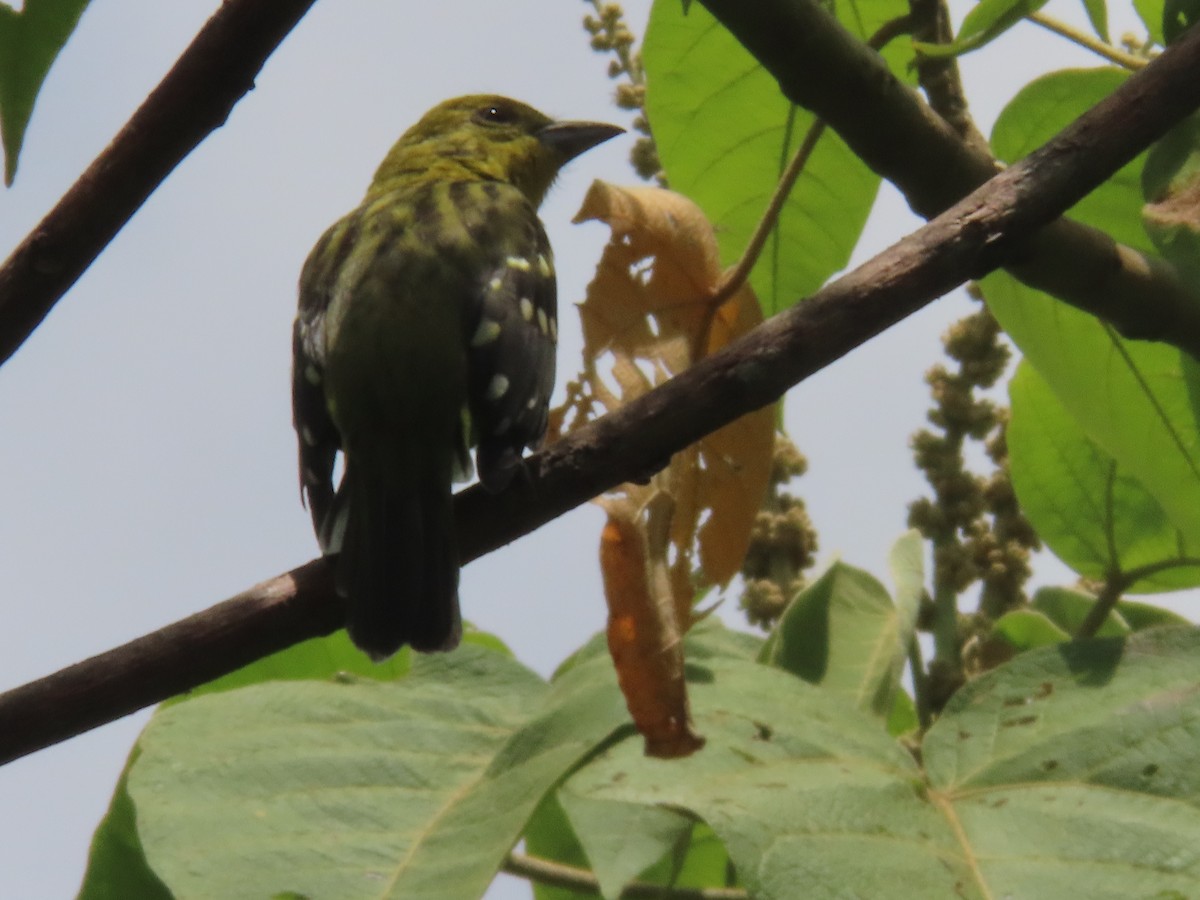 Flame-colored Tanager - ML642077420