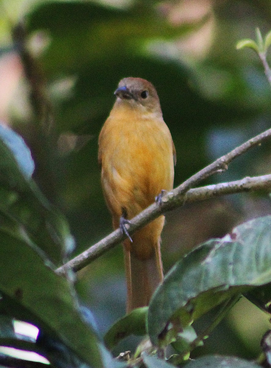Flame-crested Tanager (Flame-crested) - ML642077422