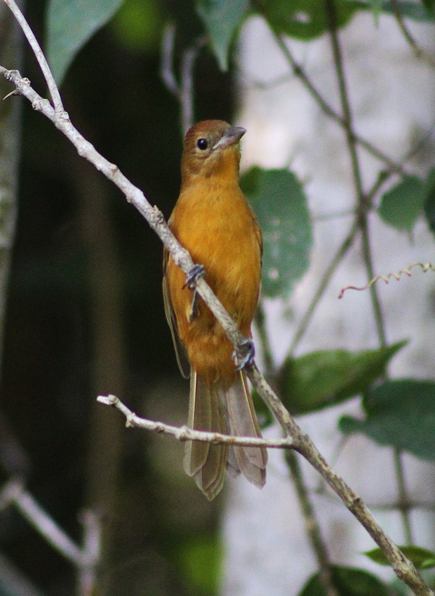 Flame-crested Tanager (Flame-crested) - ML642077423