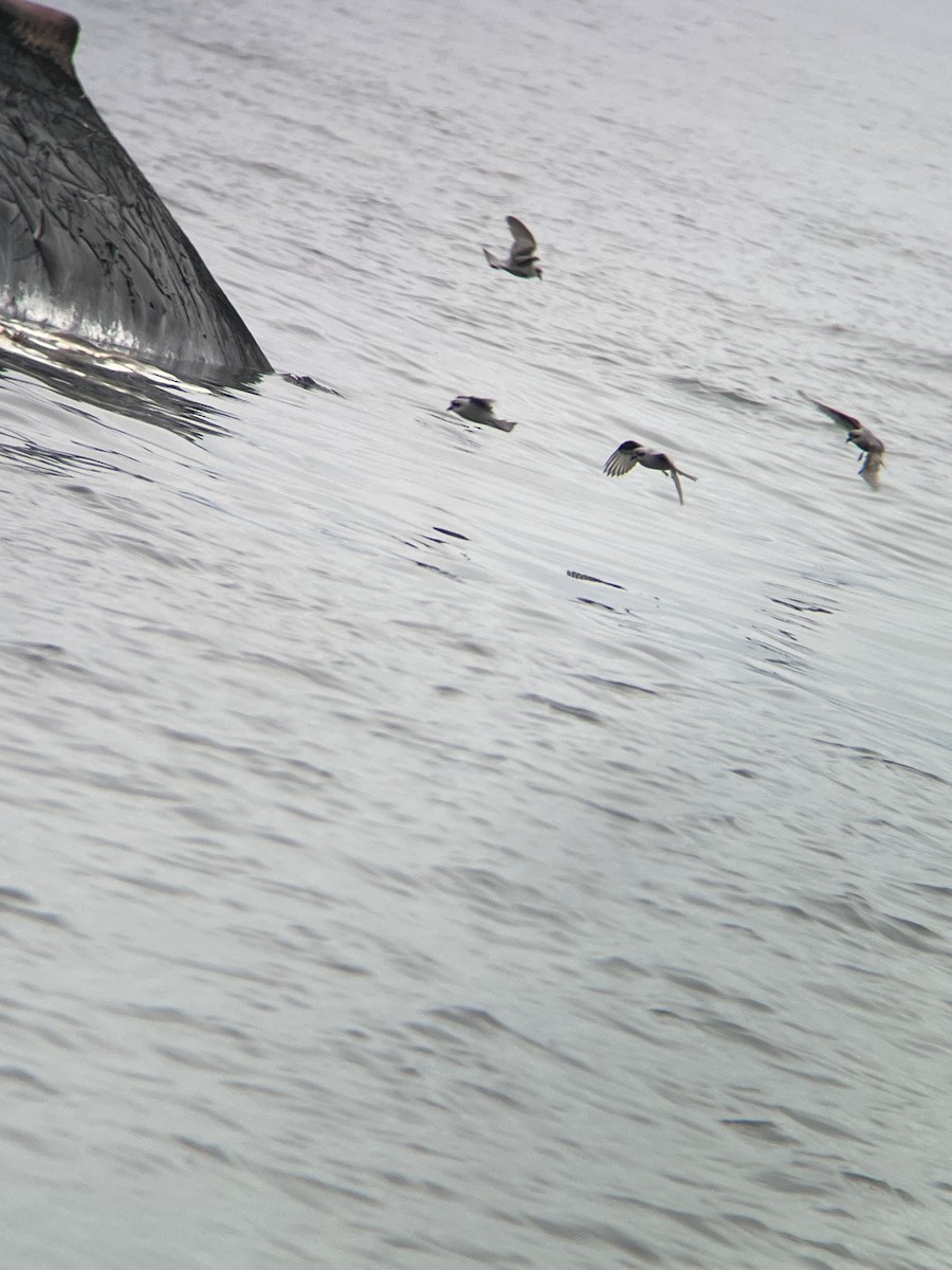 Fork-tailed Storm-Petrel - ML642077436