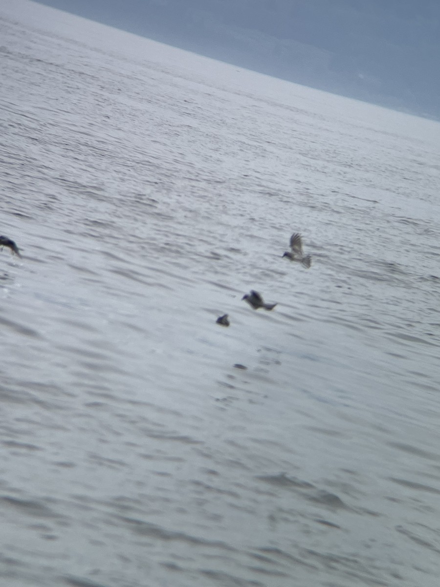 Fork-tailed Storm-Petrel - ML642077437