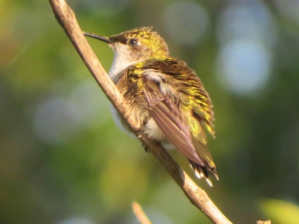 Colibrí Gorjirrubí - ML642077450