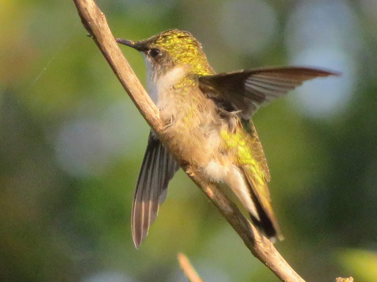 Colibrí Gorjirrubí - ML642077451