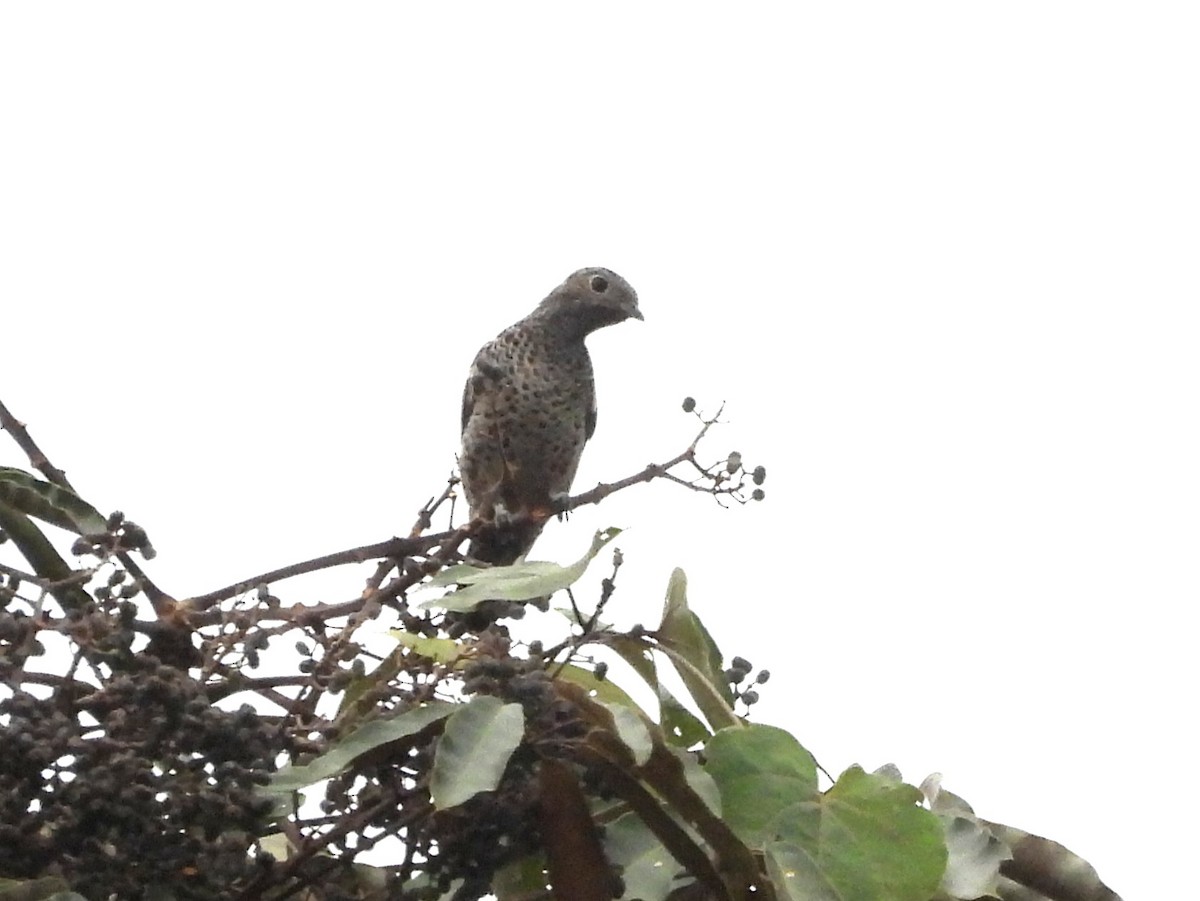 Spangled Cotinga - ML642077455