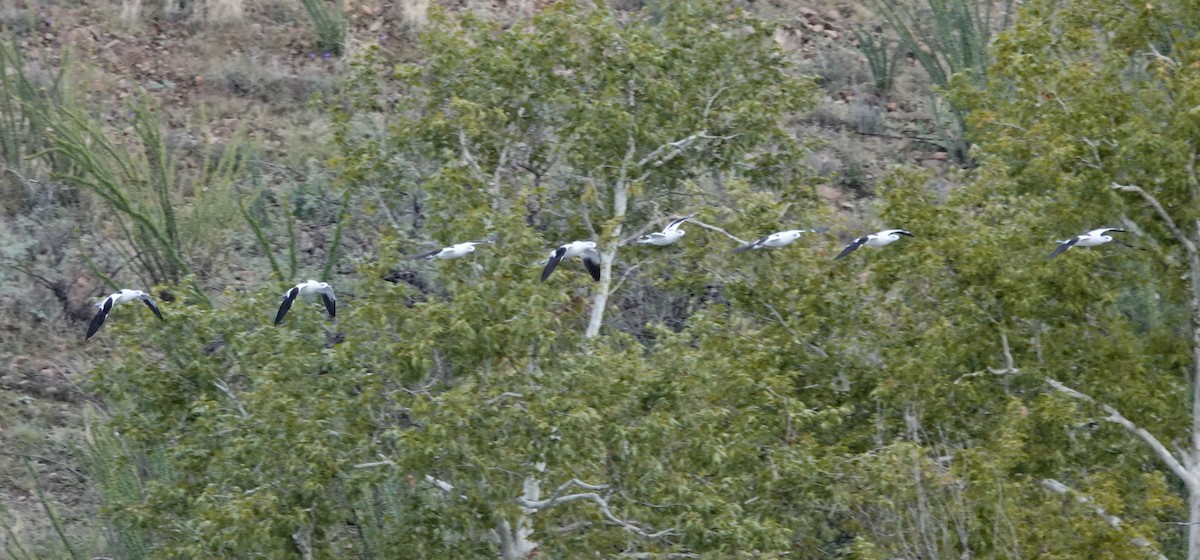 amerikaavosett - ML642077495