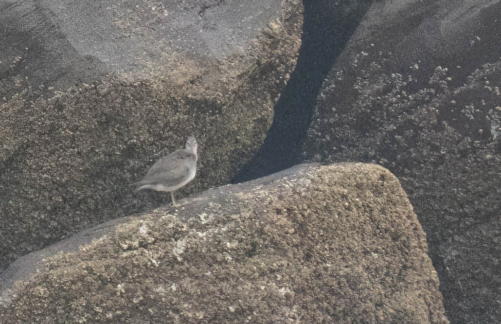 alaskavandresnipe - ML642077510