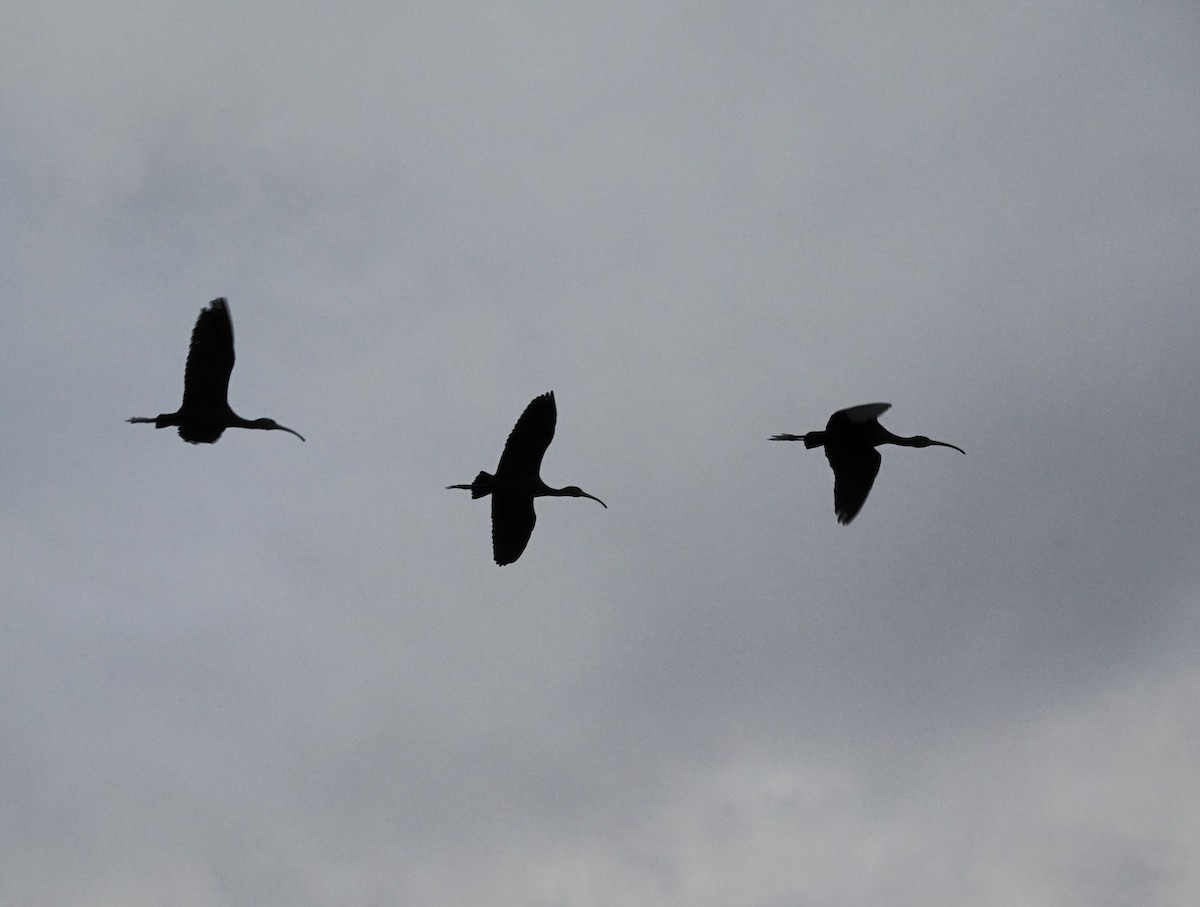 White-faced Ibis - ML642077511
